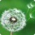 Dandelion HD Live Wallpaper
