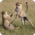 Wildlife Animal Wallpapers