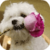 Bichon Puppy Live Wallpaper
