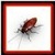 Bug Smash Squash the Insect