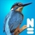 Vogels van Europa final