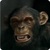 Evil Monkey 3D Live Wallpaper