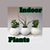 Indoor House Plants