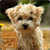 Cute Puppy dogs Live Wallpaper