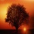 Yellow Evening Tree Silhouette Live Wallpaper