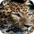 Leopard HD Live Wallpaper