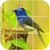 Bird Puzzle Games